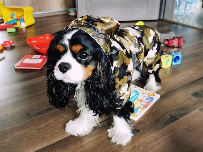 Пальто дождя собаки отражательного щенка небольшое, мягкая Бреатабле водоустойчивая куртка собаки поставщик
